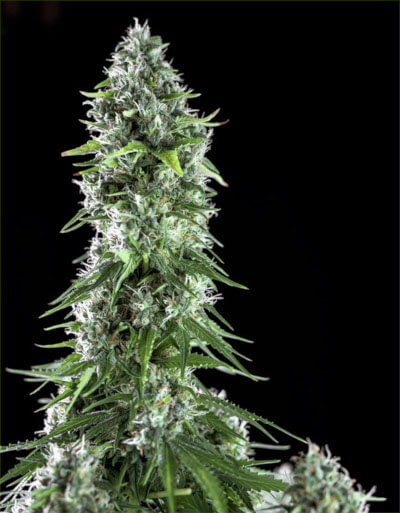 Kritikal Bilbo x AK47 exterior