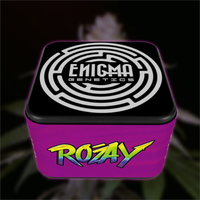 Paquete de semillas feminizadas Rozay de Enigma Genetics